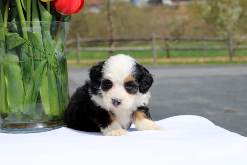 puppy, for, sale, Mini Bernedoodle F2, Matthew B. Stoltzfus, dog, breeder, Gap, PA, dog-breeder, puppy-for-sale, forsale, nearby, find, puppyfind, locator, puppylocator, aca